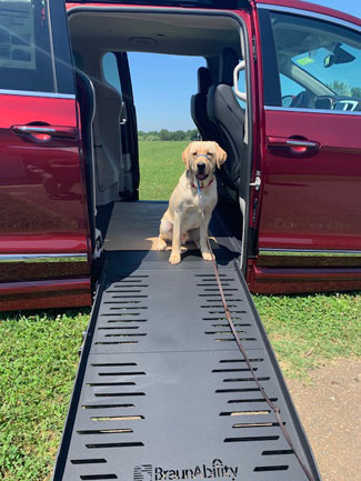 Capaz del perro de servicio dentro de una camioneta para sillas de ruedas