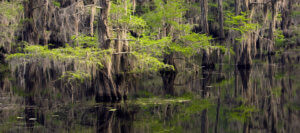 Photo shows cypress trees in Caddo Lake State Park in Texas