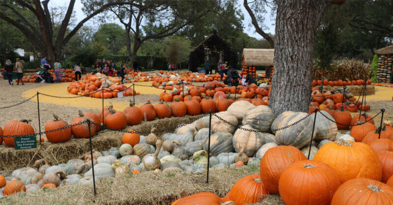 Dallas-Arboretum Exhibición de otoño de calabazas y calabazas