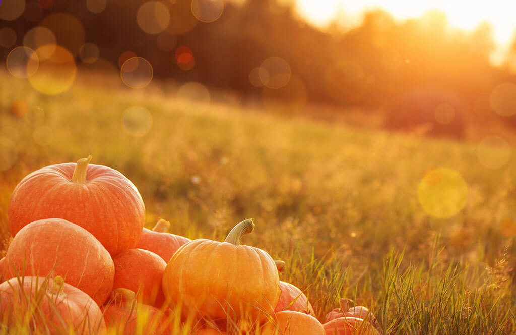 pumpkins outdoor