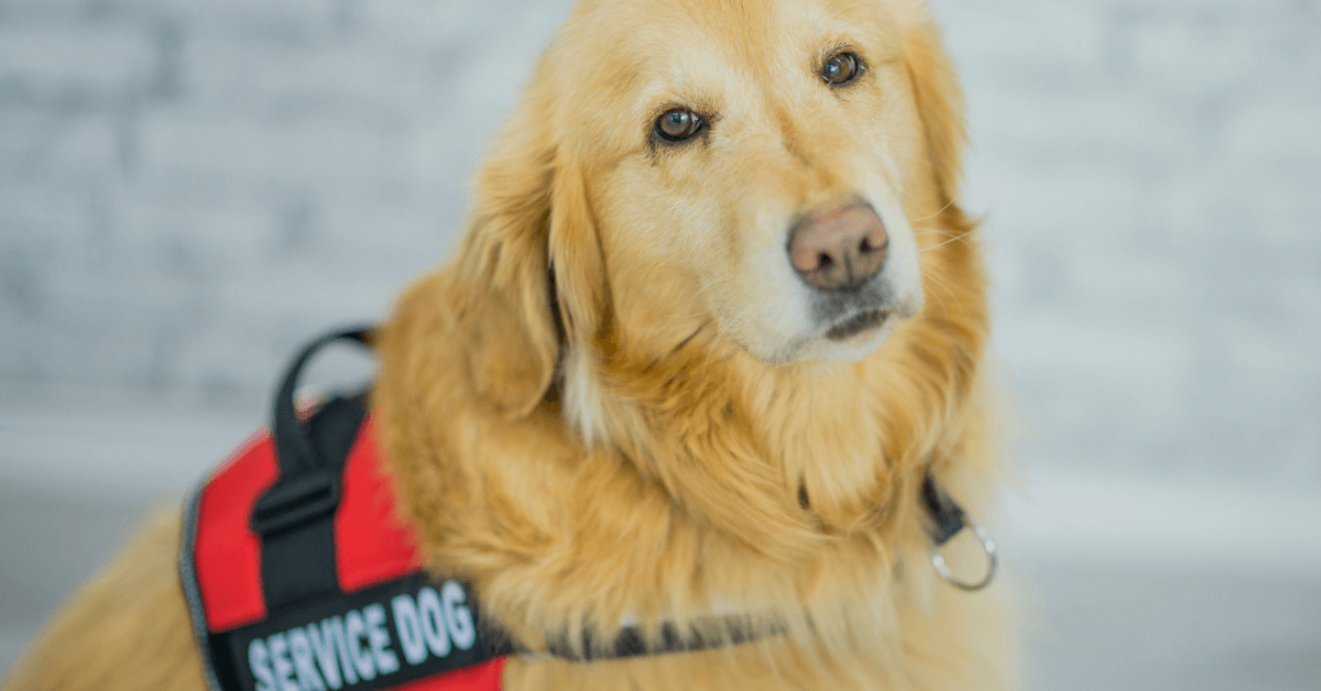 A golden retriever wearing a red and black service dog vest sits facing the camera with a neutral expression.