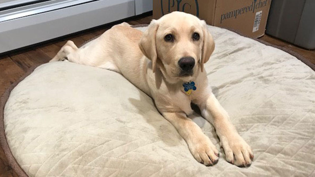 Should Labrador Retriever Be Capitalized