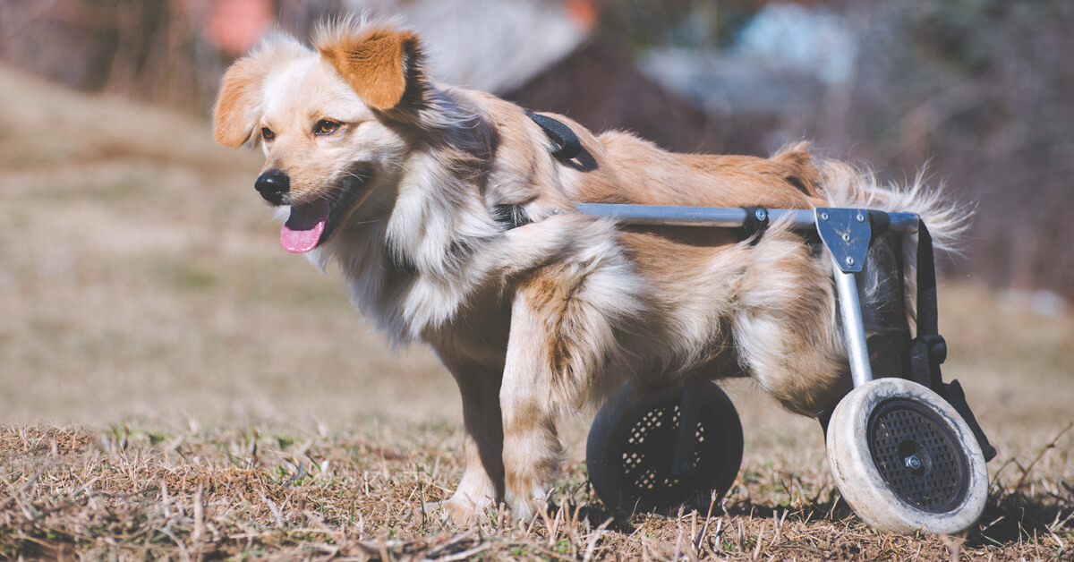 Mobility Devices for Animals - MobilityWorks